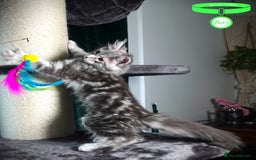 Maine Coon cats for sale: STUNNING XL PEDIGREE MAINE COON KITTENS  - Image 14