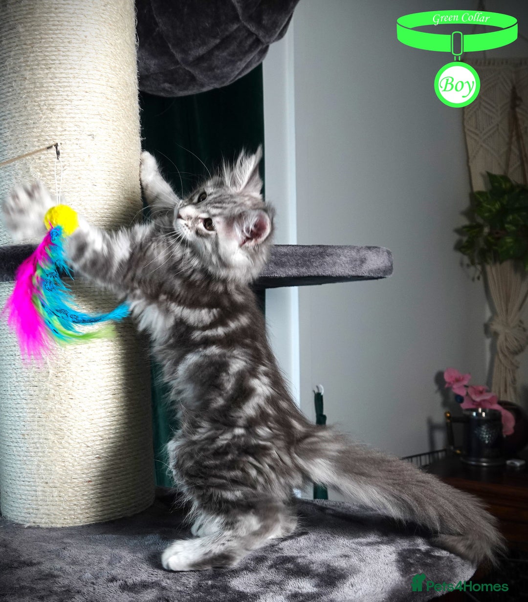 Maine Coon cats for sale: STUNNING XL PEDIGREE MAINE COON KITTENS  - Image 14