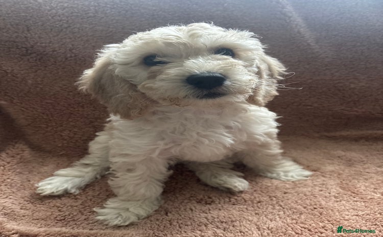 Cockapoo dogs Cockapoo puppies for sale- extensive DNA tested - Advert 9