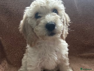 Cockapoo dogs Cockapoo puppies for sale- extensive DNA tested - Advert 8
