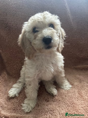 Cockapoo dogs Cockapoo puppies for sale- extensive DNA tested - Advert 9