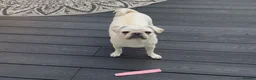 Pug dogs for sale: Beautiful 1 year old pug baby named Luna. in Bridgnorth - Advert 4