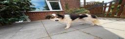 Mixed Breed dogs for adoption: Kori - Badersfield Norfolk  - Advert 7