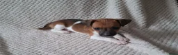 Jack Russell dogs for sale: Jack Russell Puppies  - Advert 2
