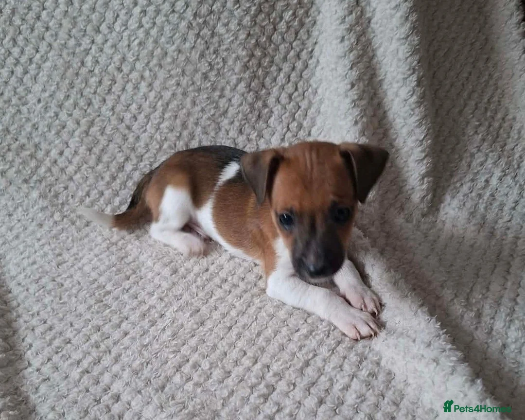 Jack Russell dogs for sale: Jack Russell Puppies  - Advert 2
