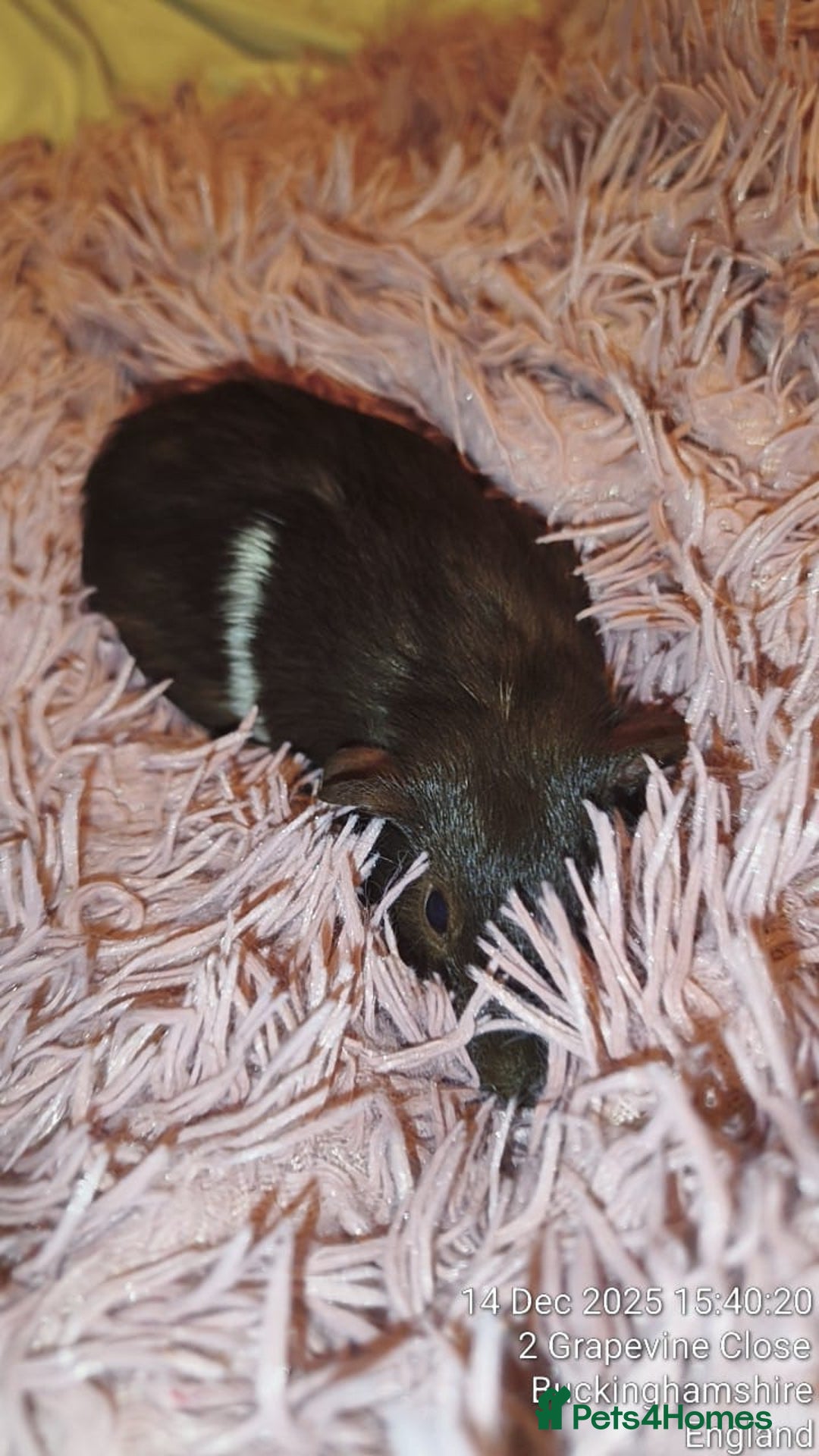 Guinea Pig rodents for sale: 5 beautiful gineapigs 4 boys 1 girl available now - Advert 11