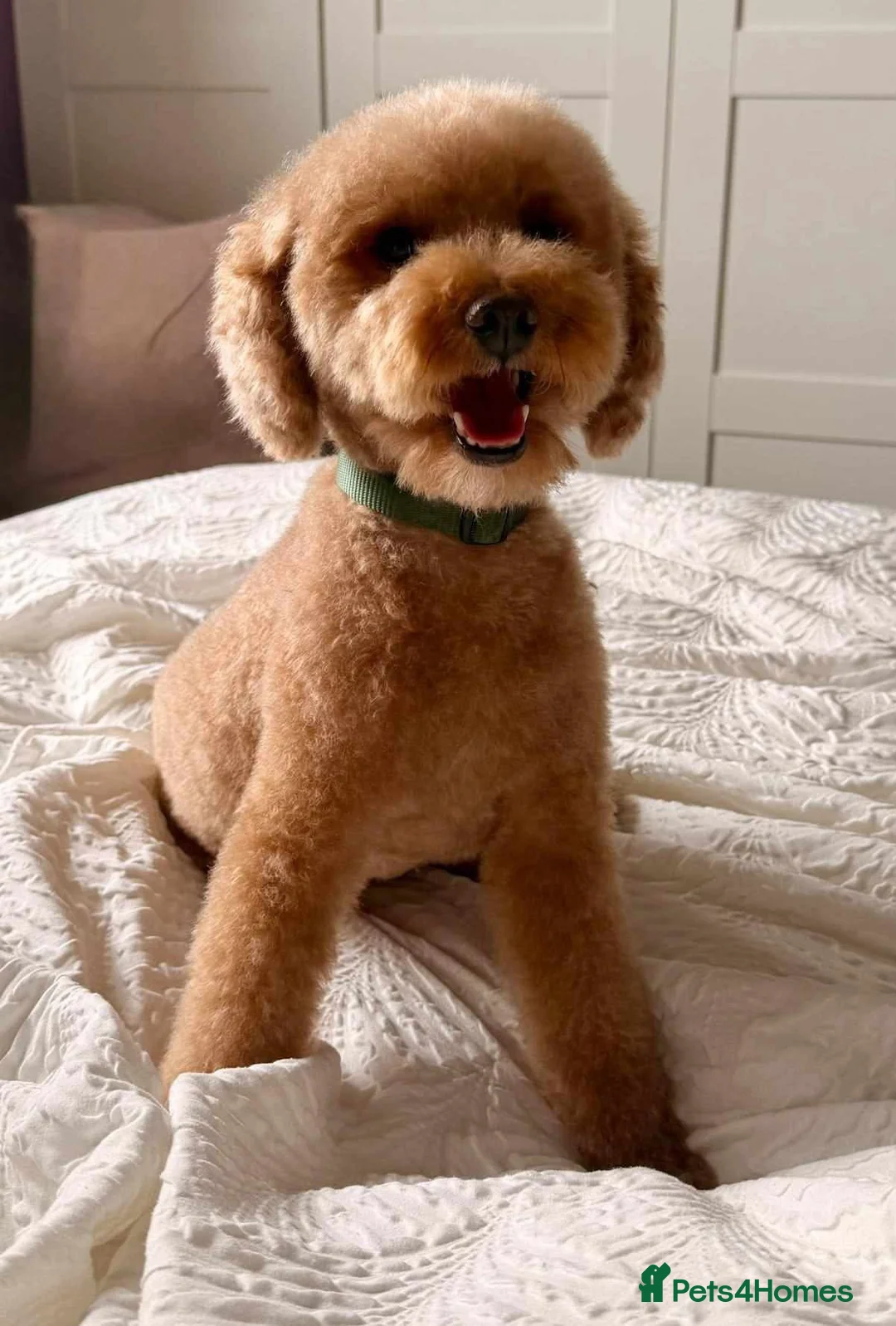 Mini Goldendoodle dogs for sale: Beautiful F1 Goldendoodles - Advert 20