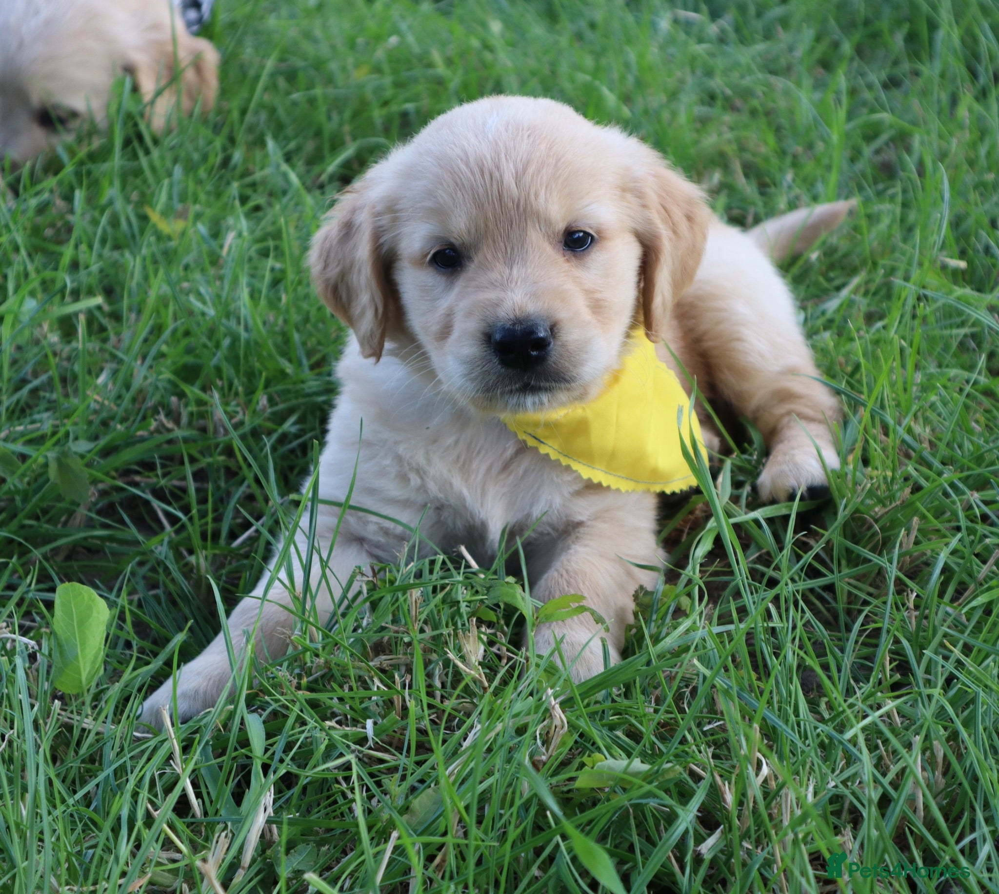 Golden Retriever dogs 💛💛 Miss Yellow available 💛💛  - Advert 1