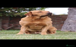 Labrador Retriever dogs for sale: Labrador puppies for sale  - Image 10