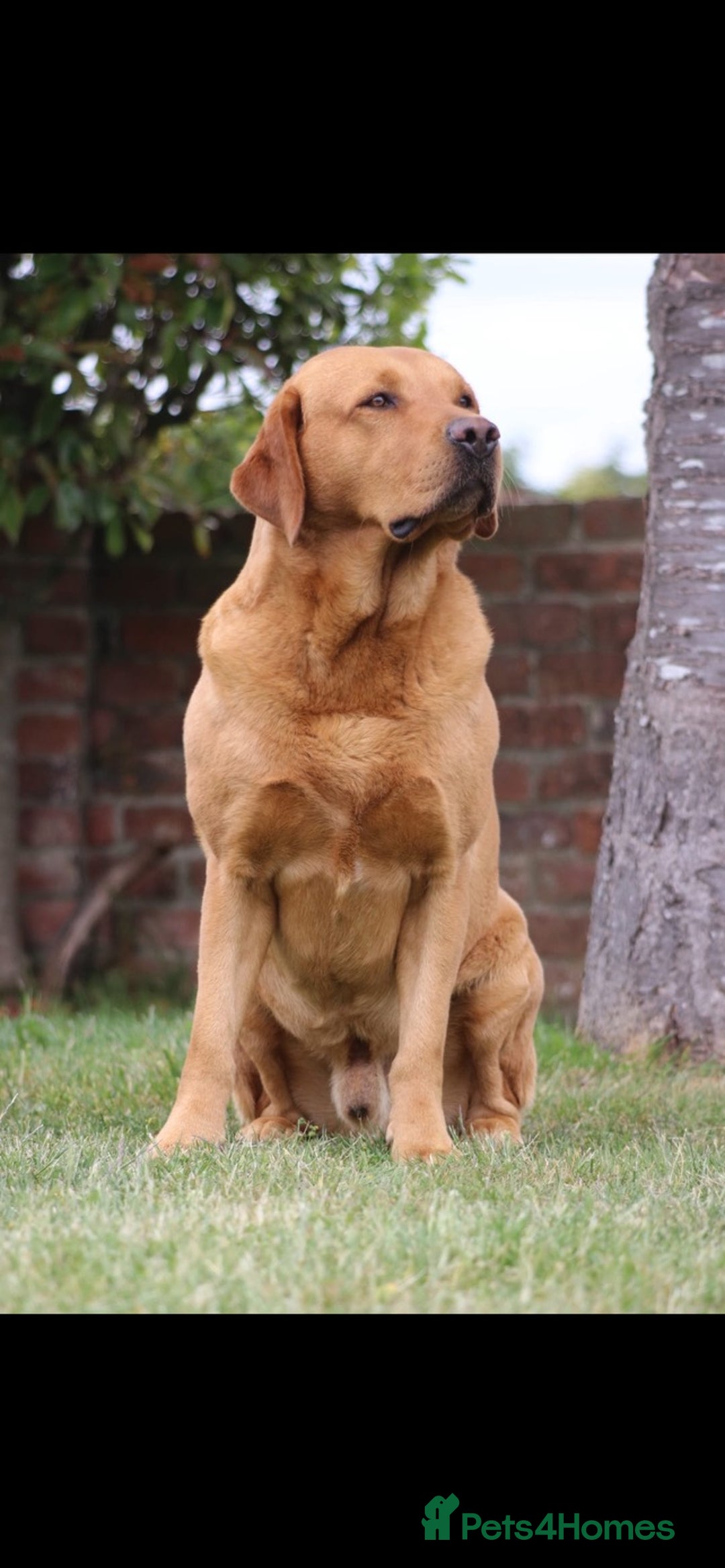 Labrador Retriever dogs for sale: Labrador puppies for sale  - Image 10