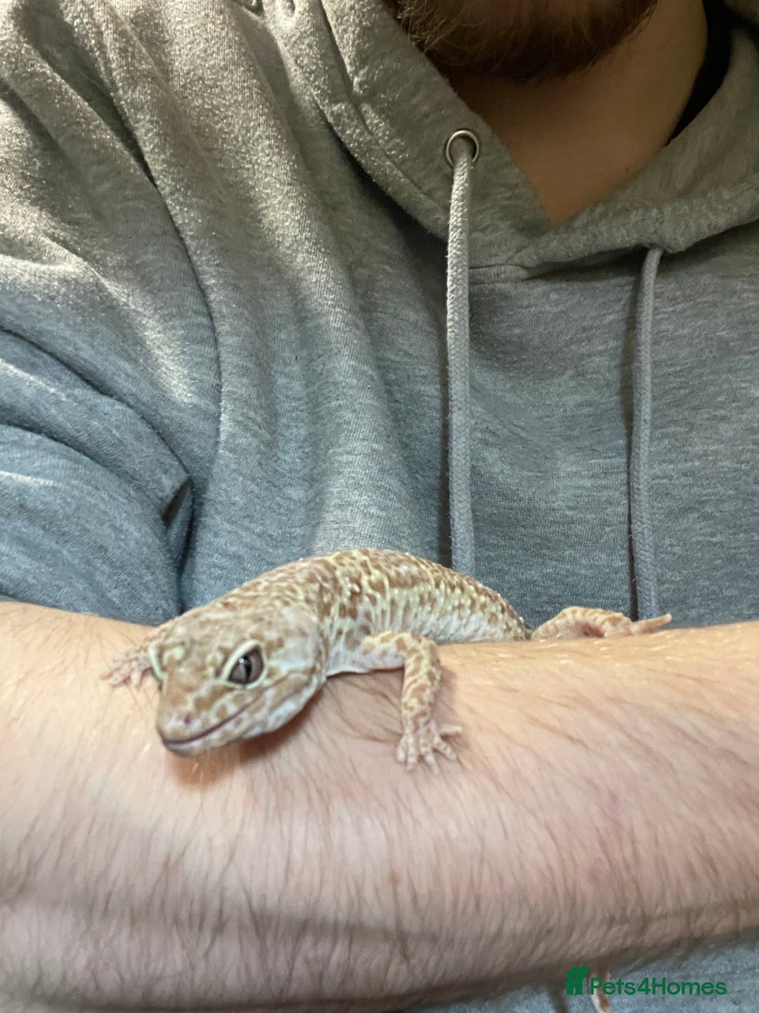 Leopard Gecko reptiles for sale: Leopard gecko couple m/f - Advert 8