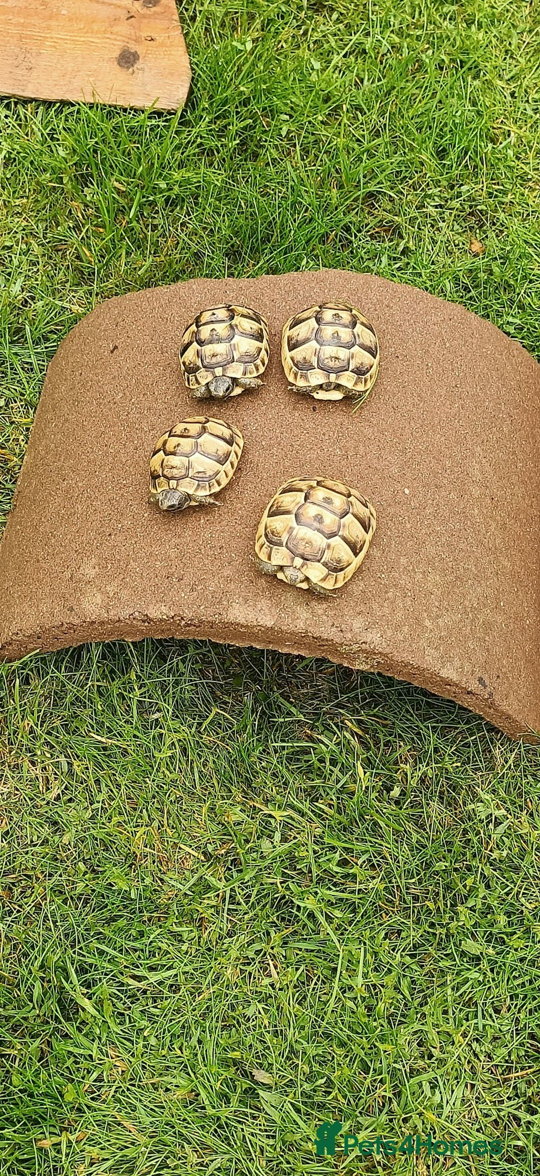 Hermann Tortoise reptiles for sale: 5 Spur Thighed Tortoises  - Image 18