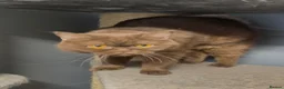 British Longhair cats for sale: Beautiful cinnamon kitten boy looking new home - Advert 6