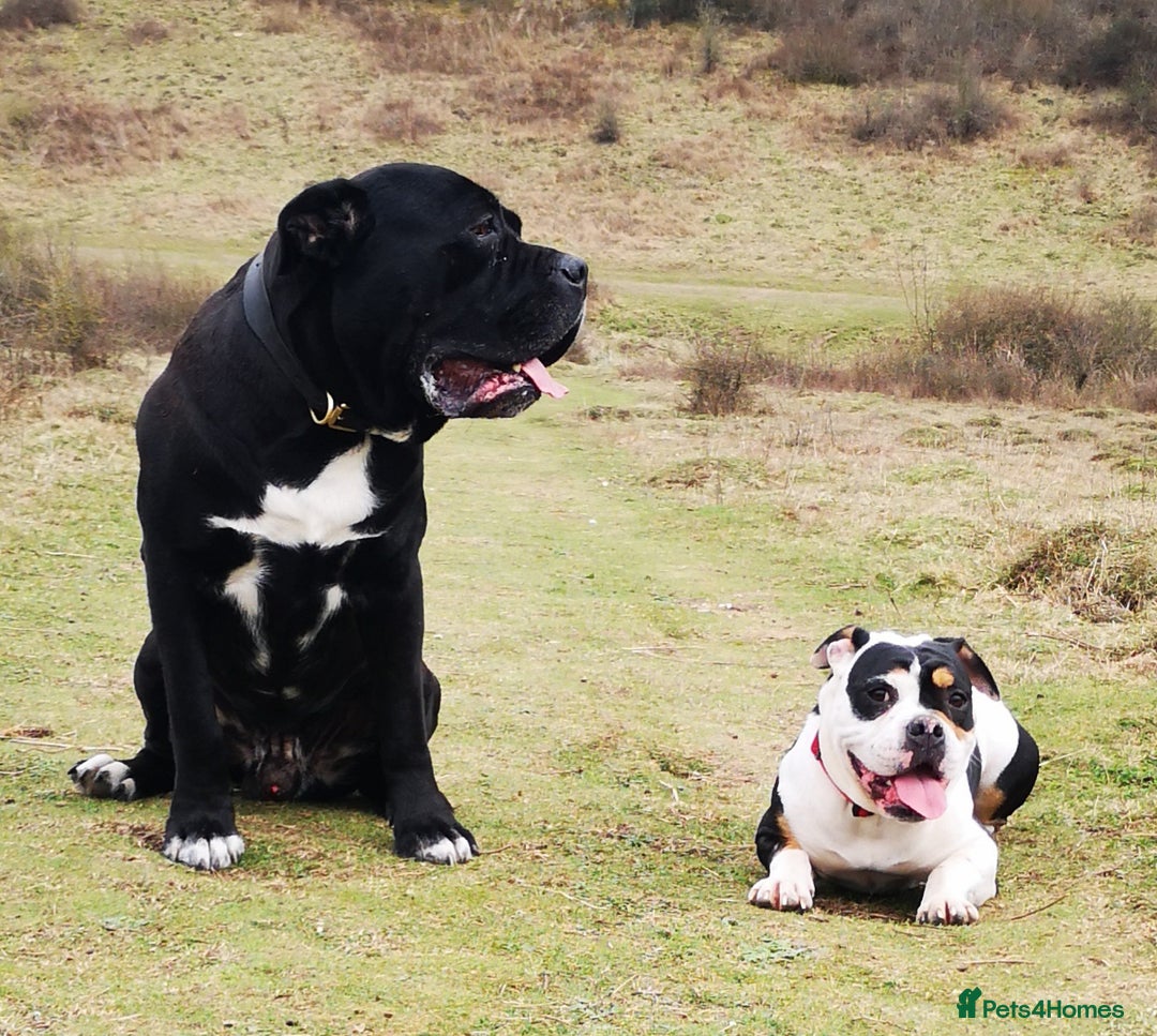 Mixed Breed dogs for sale: Olde english bulldogge x cane corso puppies  - Advert 18