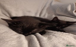 British Shorthair cats for sale: 2 kittens - Image 3