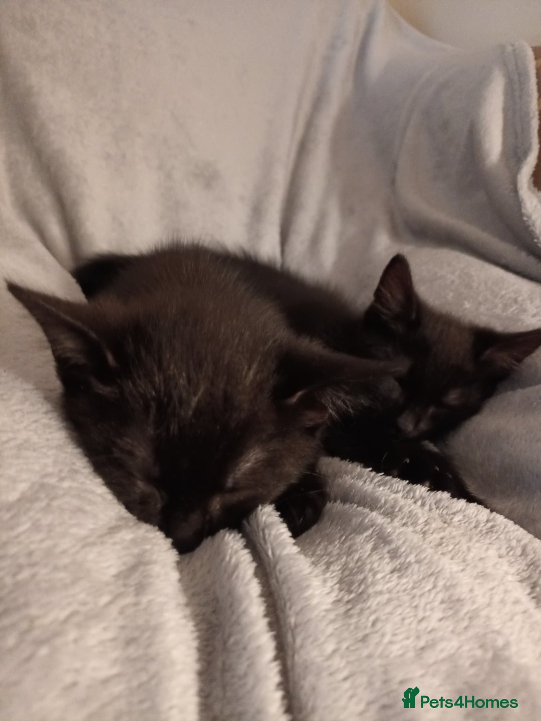 British Shorthair cats for sale: 2 kittens - Image 3