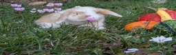 Mini Lop rabbits for sale: Stunning Home-Raised Mini Lops- mixed litter - Advert 4
