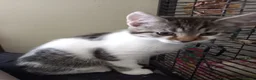 Mixed Breed cats for sale: Doris - Advert 3