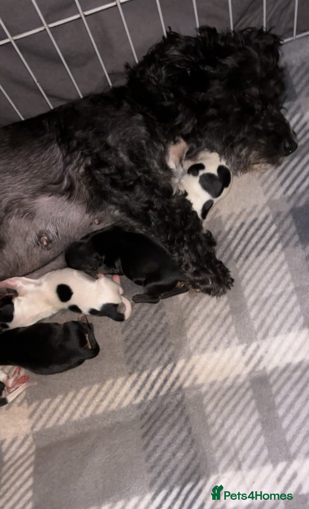 Mixed Breed dogs for sale: Bichon yorkie x miniature Jack Russell  - Image 7