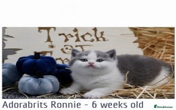 British Shorthair cats for sale: 🐾GCCF Registered British Shorthair Kittens🐾 - Image 4