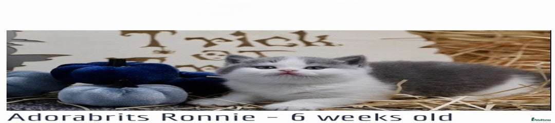 British Shorthair Kitten 1