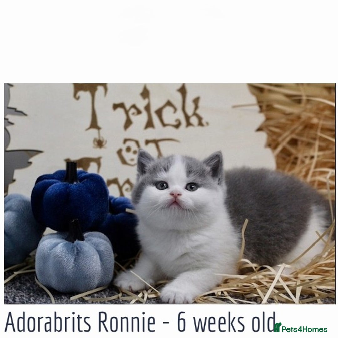 British Shorthair cats for sale: 🐾GCCF Registered British Shorthair Kittens🐾 - Image 4