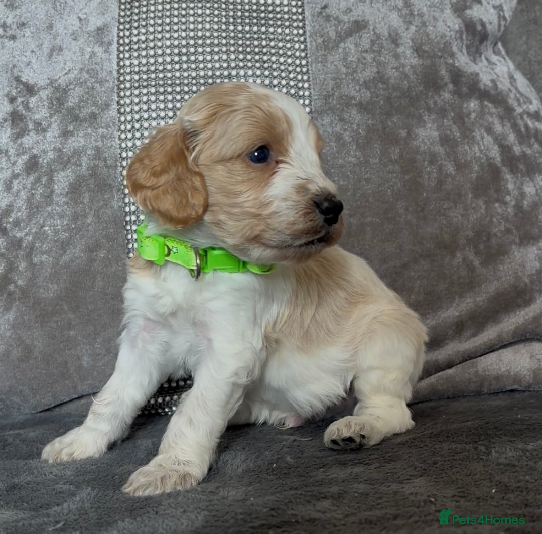 Cockapoo dogs for sale: stunning cockapoo puppies  - Image 7
