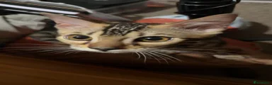 Bengal 3