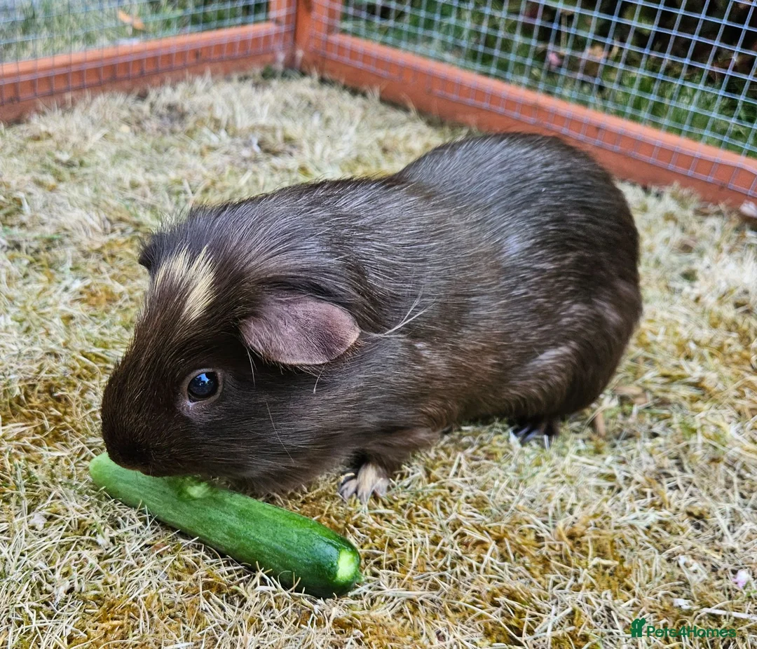 Guinea Pig rodents for sale: Bonded female guinea pig pair - Advert 2