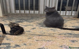 Mixed Breed cats for sale: 5 lovely kittens for sale  - Image 16