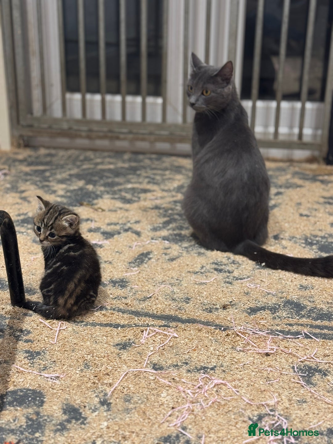 Mixed Breed cats for sale: 5 lovely kittens for sale  - Image 16