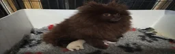 Pomeranian dogs for sale: Beautiful KC Reg girl 5yrs old  - Advert 3