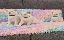 British Shorthair cats for sale: British Shorthair Silver Chinchilla  - Image 11
