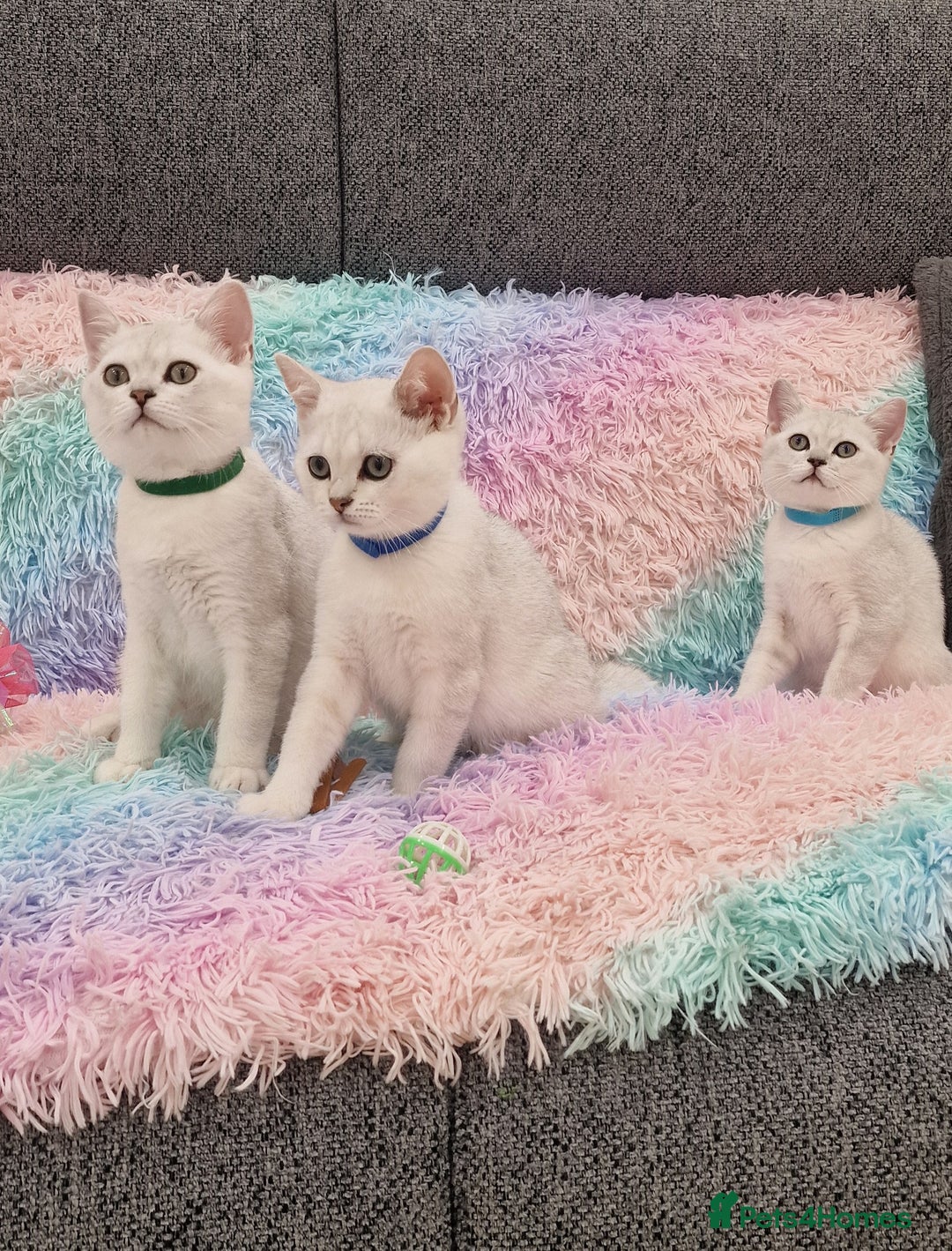 British Shorthair cats for sale: British Shorthair Silver Chinchilla  - Image 11