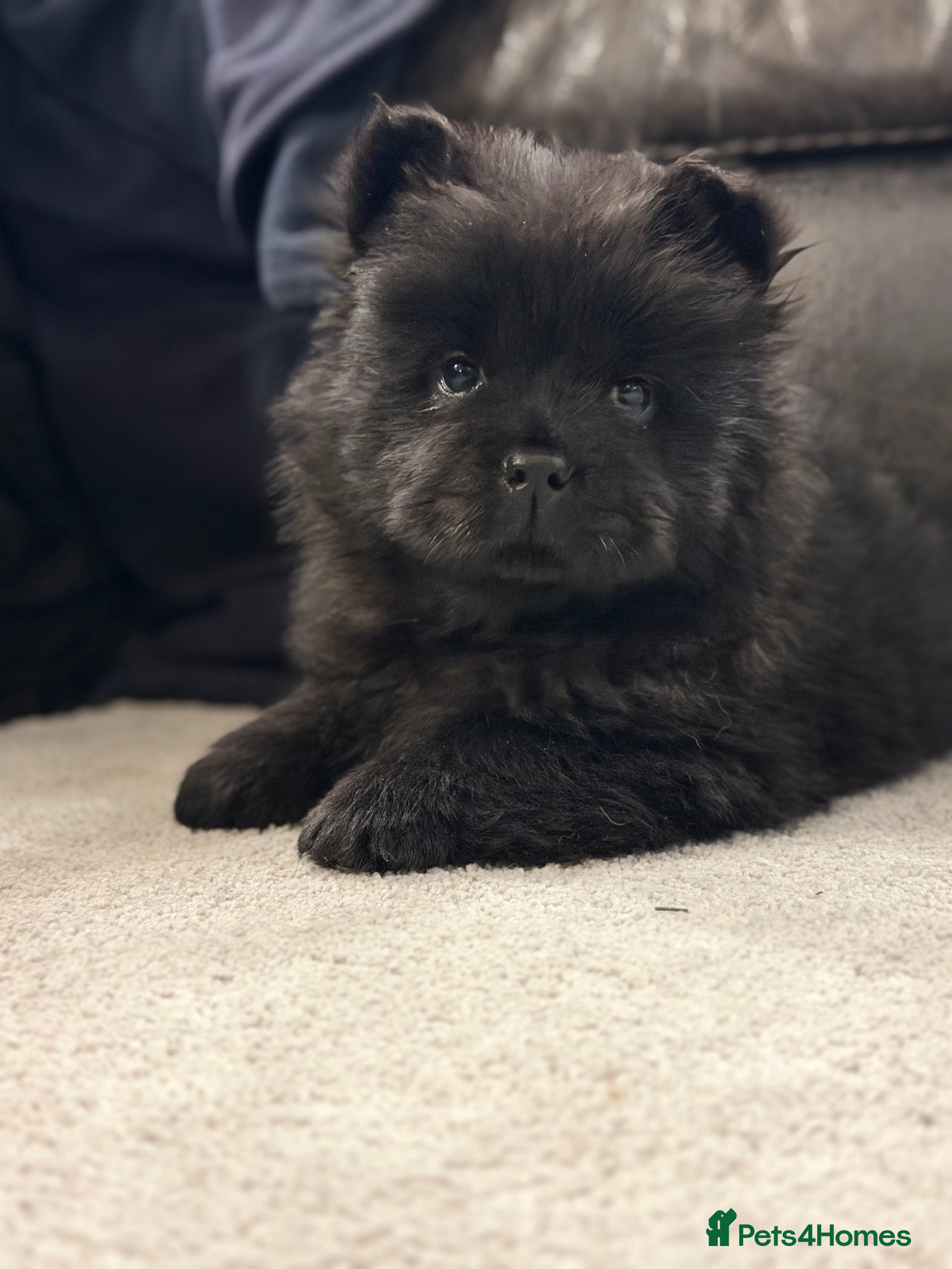 Chow Chow dogs Ready to leave 💙 - Advert 4