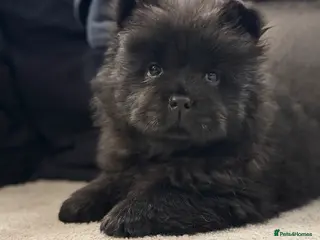 Chow Chow dogs Ready to leave 💙 - Advert 4