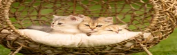 British Shorthair cats for sale: Blue Golden GCCF British Shorthair Kittens - Advert 1