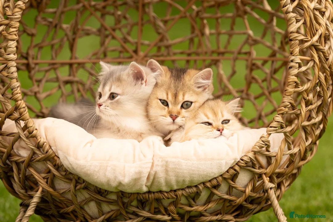British Shorthair cats for sale: Blue Golden GCCF British Shorthair Kittens - Advert 1