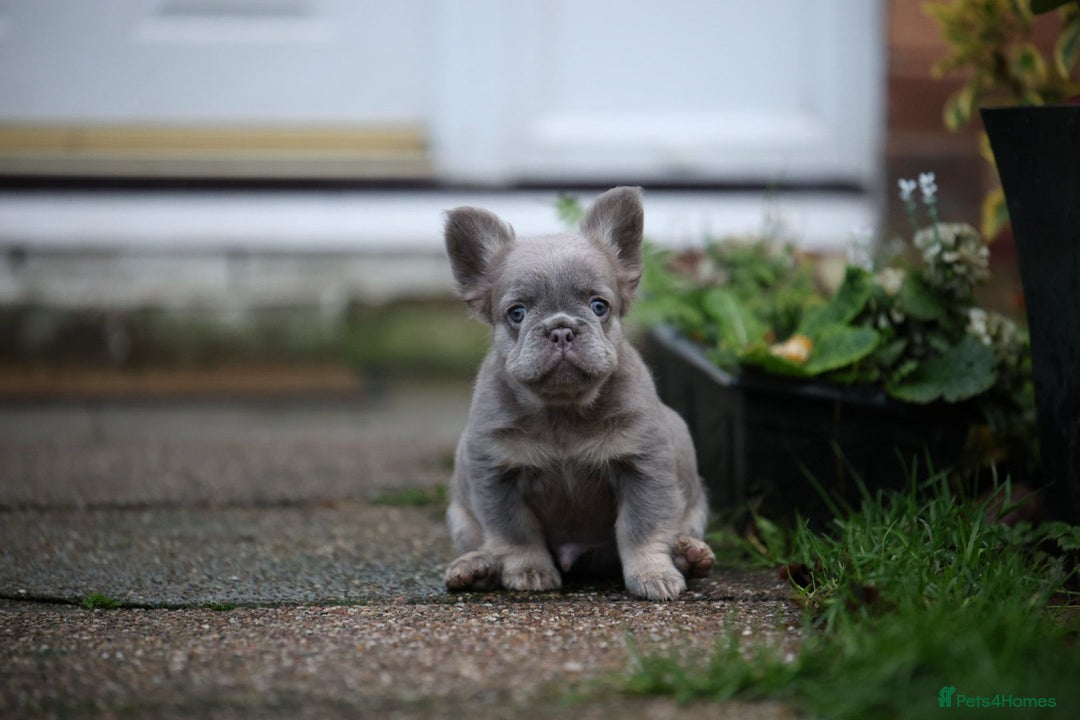 French Bulldog dogs for sale: French bulldog male - Advert 6