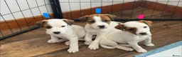 Parson Russell dogs for sale: Long legged Parson Jack Russell pups - Advert 1