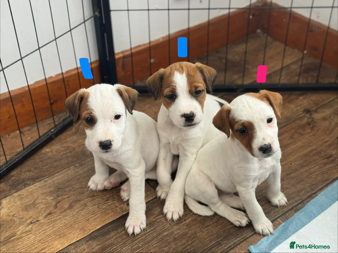 Parson Russell dogs for sale: Long legged Parson Jack Russell pups - Advert 1