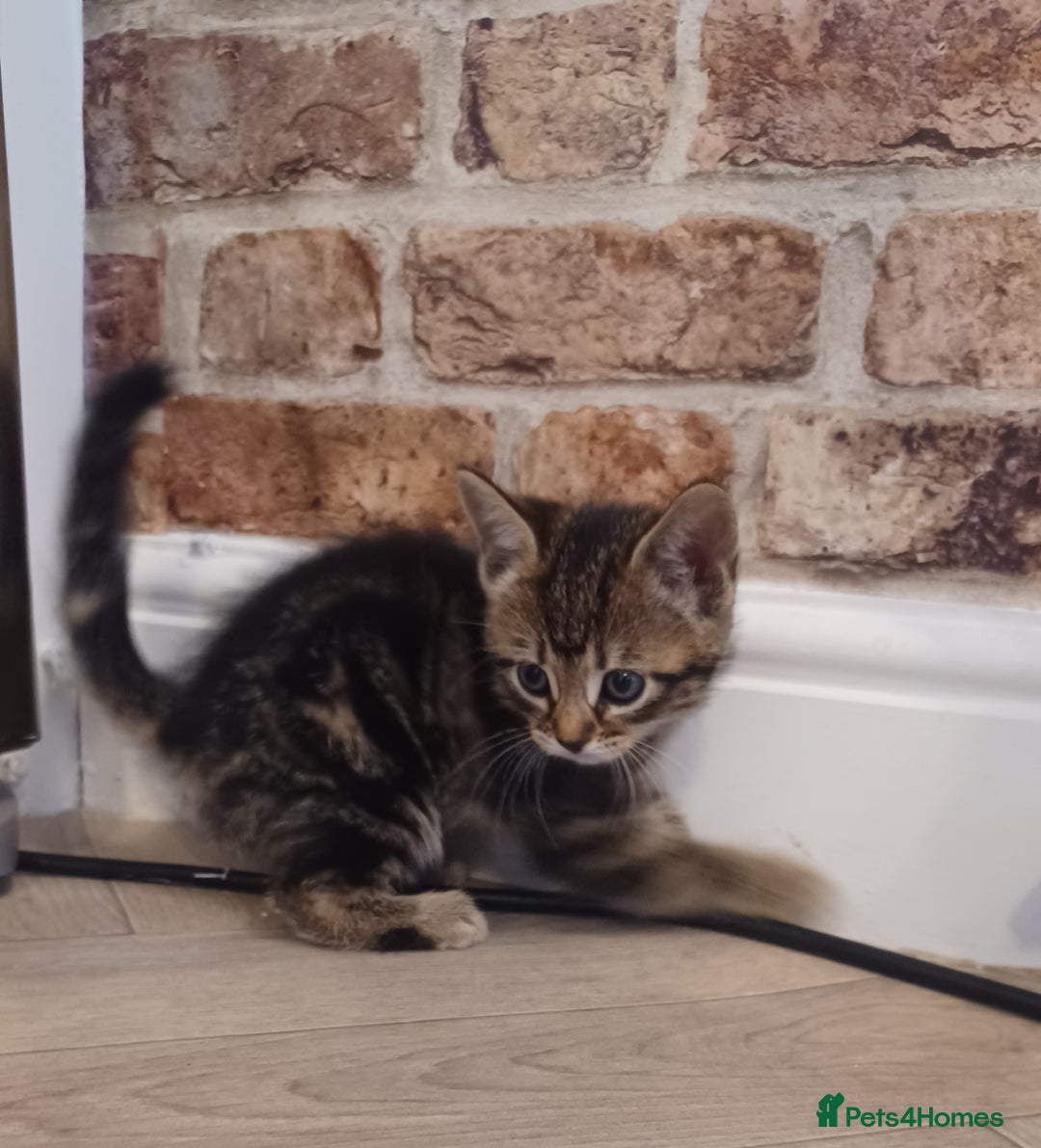 Mixed Breed cats for sale: Gorgeous Bengal x babies **READY NOW** - Image 6