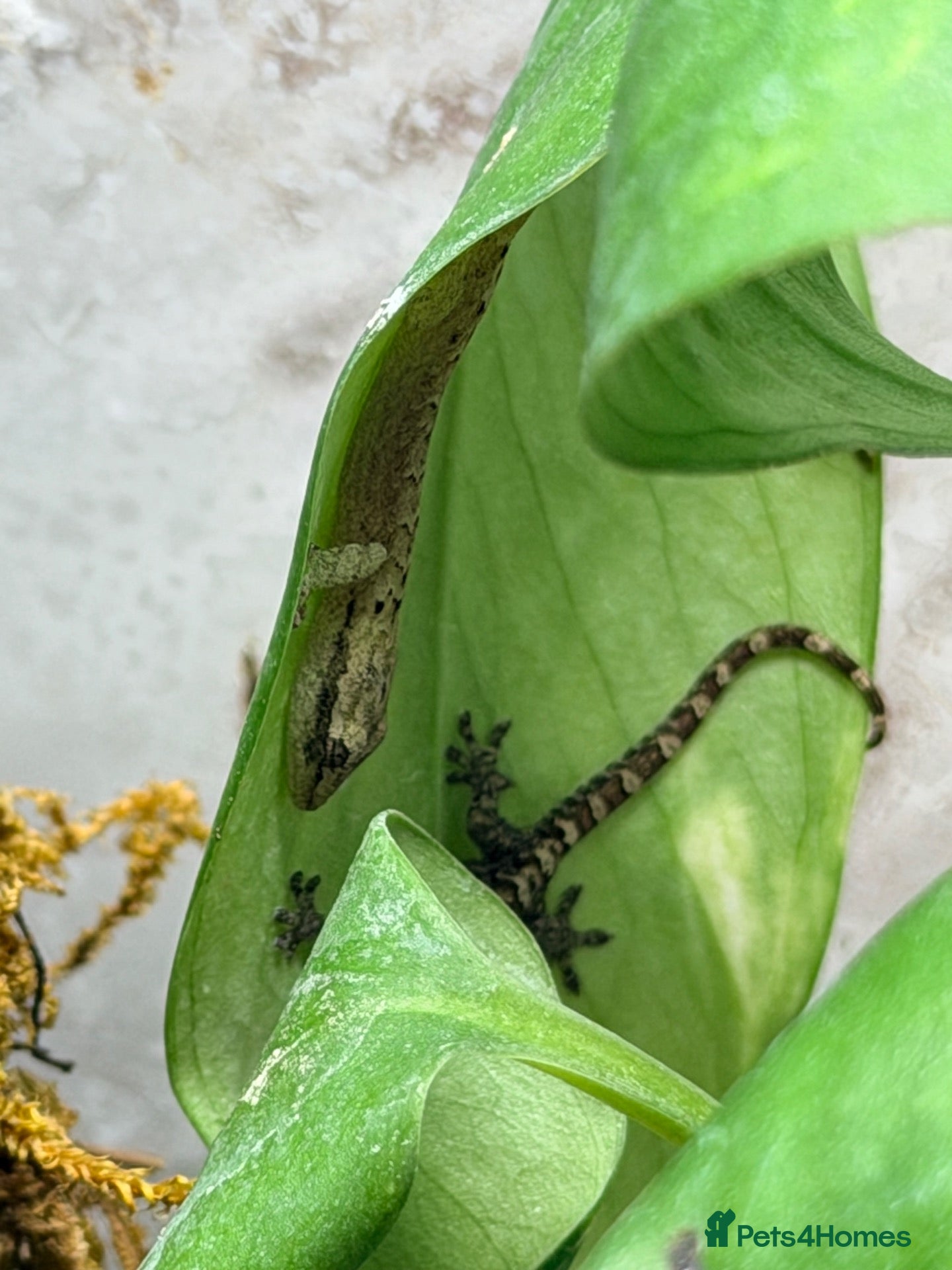Gecko reptiles Mourning Gecko Colony + 3 tanks approx 20 geckos - Advert 1