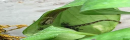 Gecko reptiles for sale: Mourning Gecko Colony + 3 tanks approx 20 geckos - Advert 1