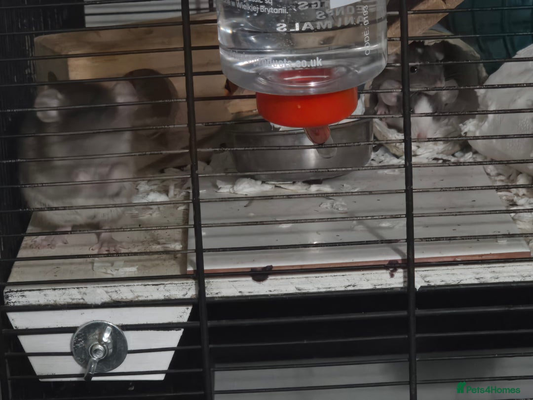 Rat rodents for sale: Dwarf Dumbo Rats - Advert 5
