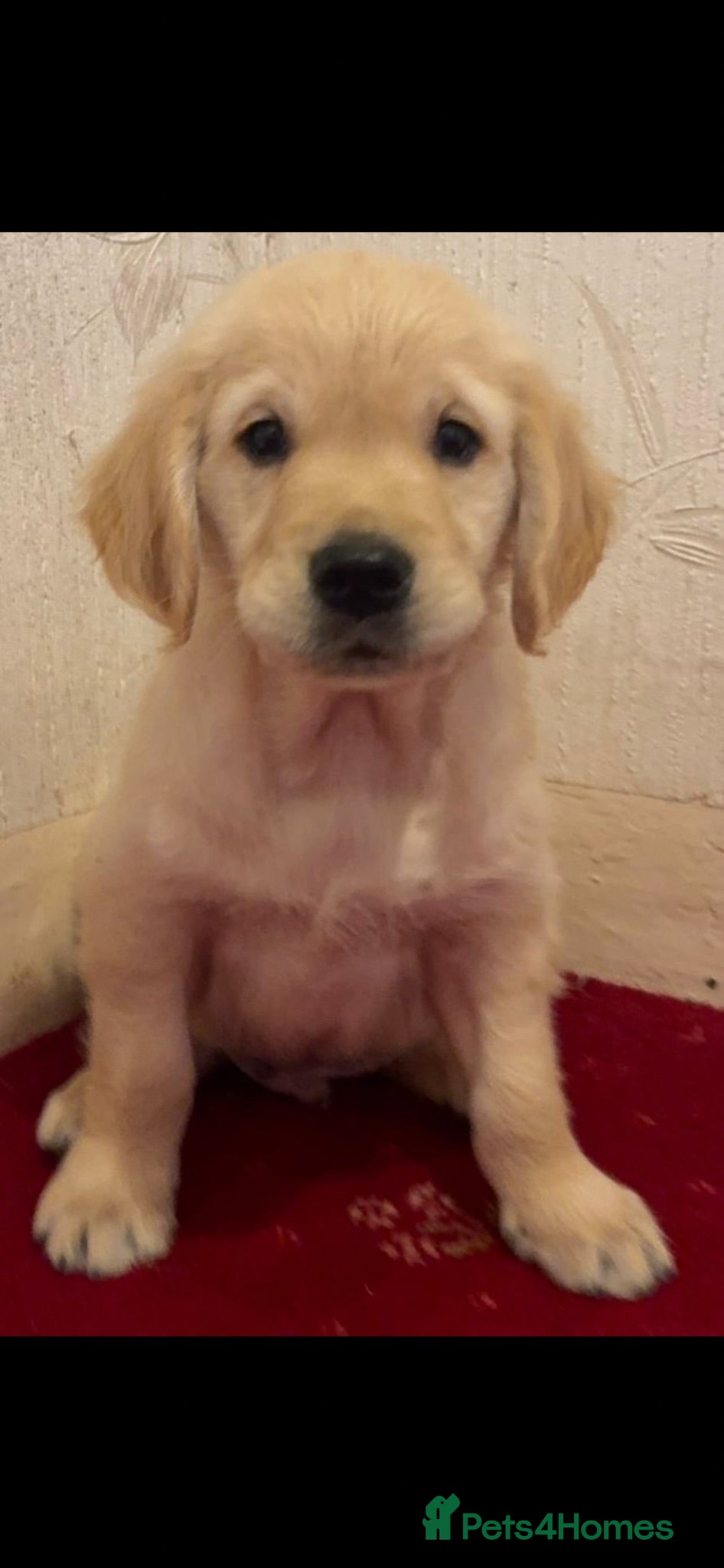 Golden Retriever dogs Golden Retriever puppies  - Advert 2