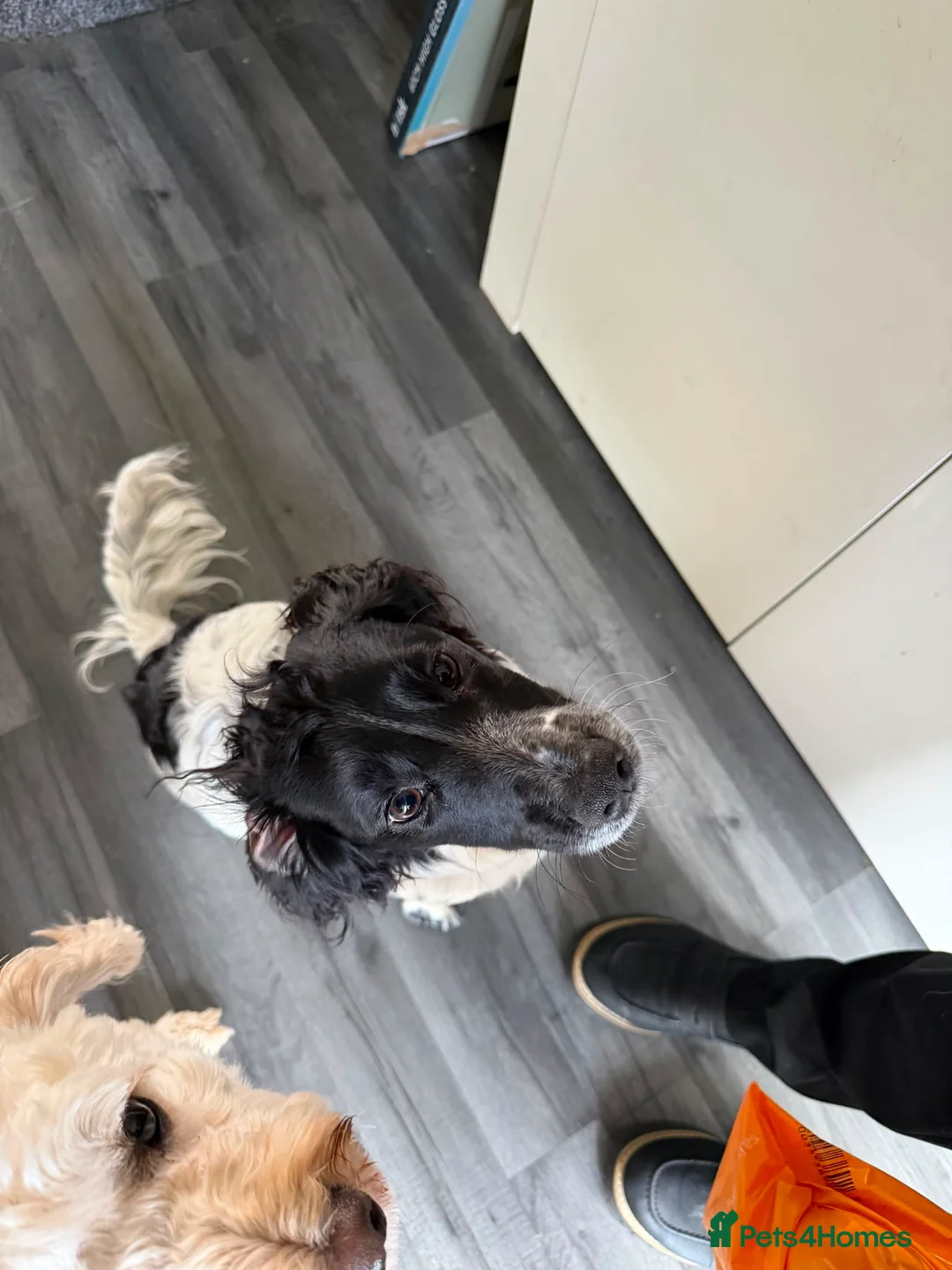 Cocker Spaniel dogs for sale: Simba 1 year old male cocker spaniel - Advert 2