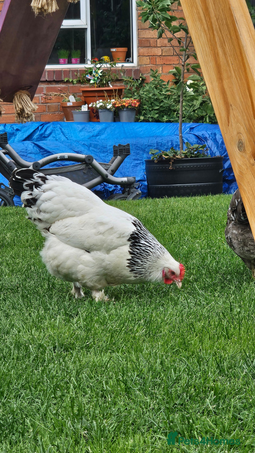 Hens poultry for sale: Hens for sale. - Image 7
