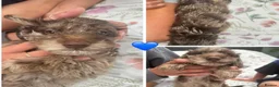 Mixed Breed dogs for sale:  doxiepoo pups 1x girl x3 boys  - Advert 6