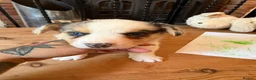 Welsh Corgi Cardigan dogs for sale: 🐶 3 pups left 🐶 Cardigan Corgi puppies 🐾 - Advert 16